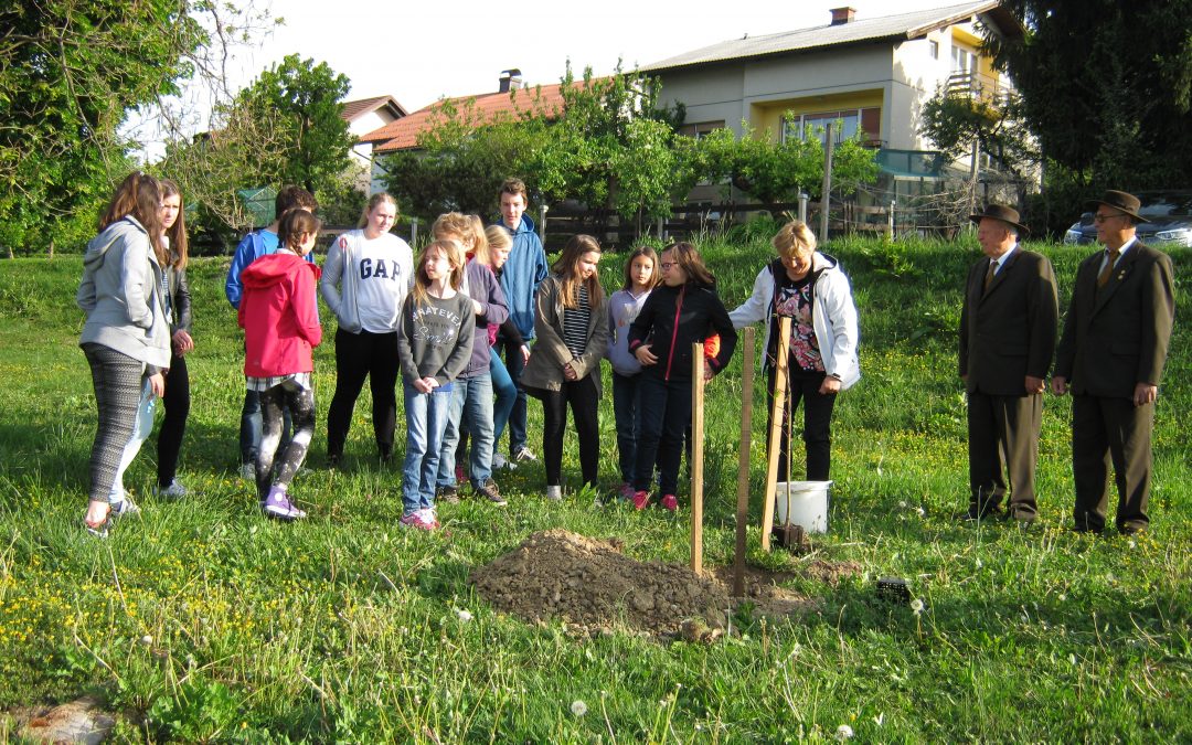 26. 4. 2017 – Sajenje lipe pri OŠ Jurija Dalmatina Krško