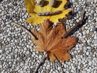 20171021_201330_resized